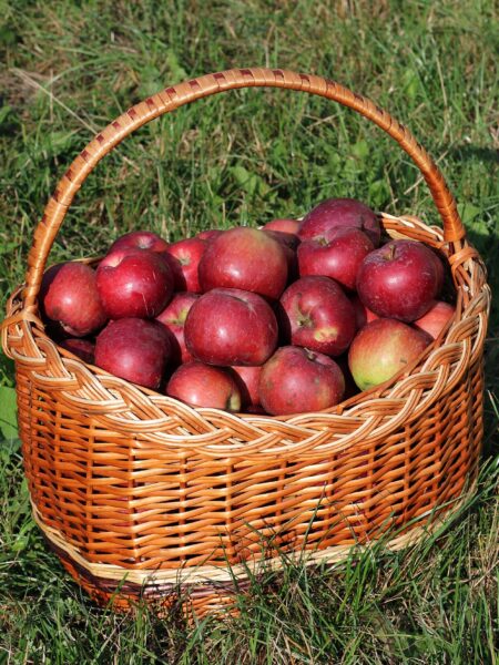 Apfelküchle – knusprig im Weinteig wie im Allgäu