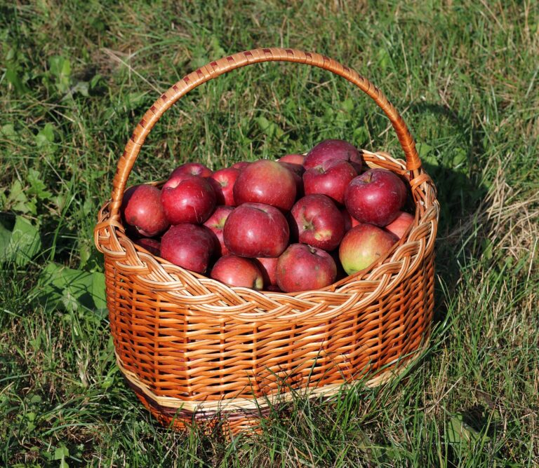 Apfelküchle – knusprig im Weinteig wie im Allgäu