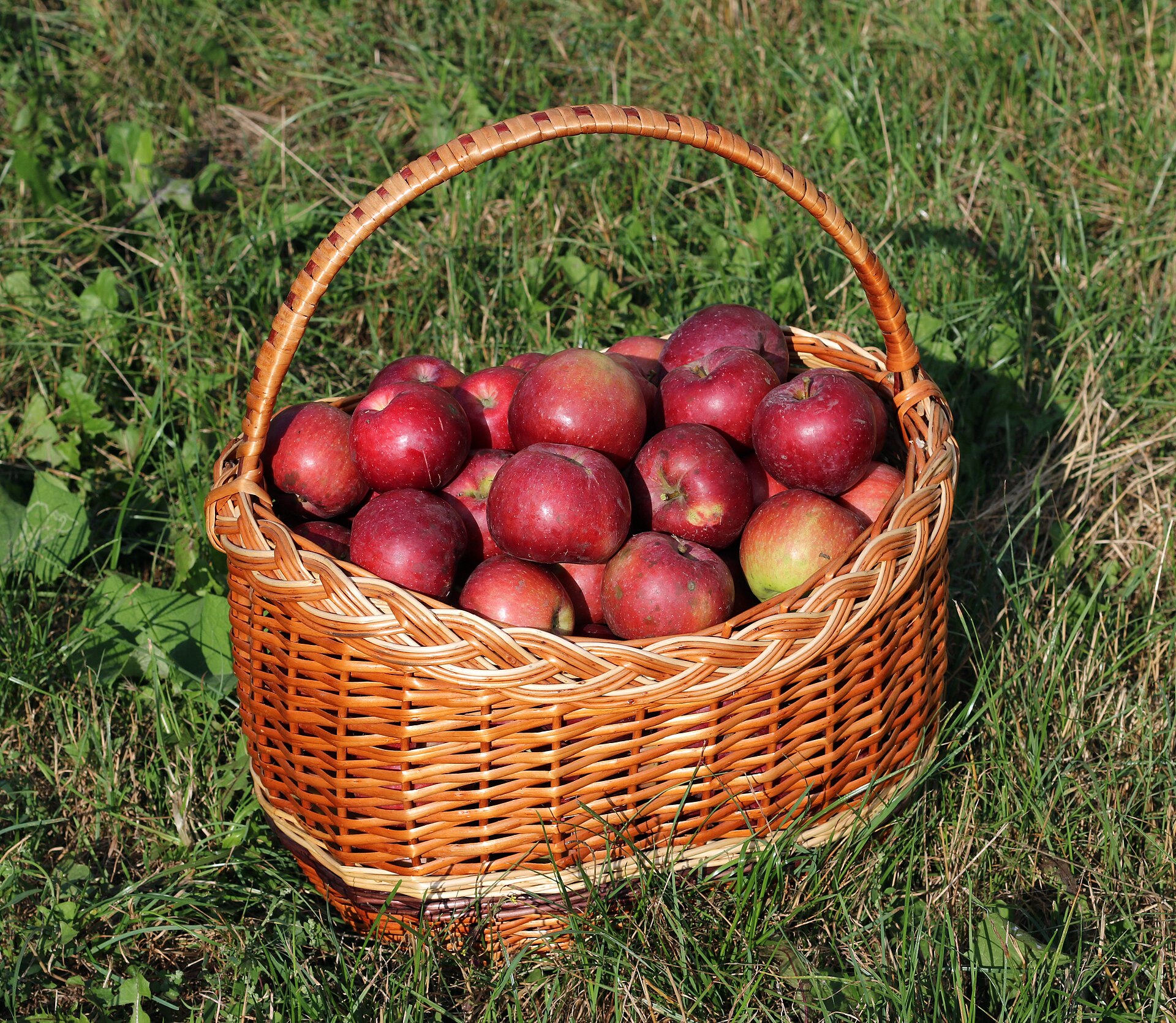 Apfelküchle – knusprig im Weinteig wie im Allgäu