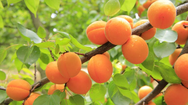 Aprikosen-Thymian-Sorbet – fruchtig, frisch & ohne Pacojet