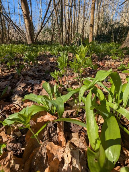 Bärlauchpesto selber machen – Profi-Rezept zum Vorrat anlegen