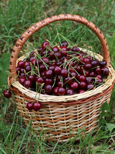 Balsamico-Kirschen – würziges Kirschkompott mit Rotwein