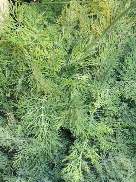 Frischer Dill