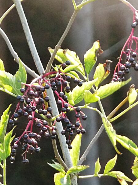 Holundersüppchen – fruchtige Dessertsuppe mit Holunderwein