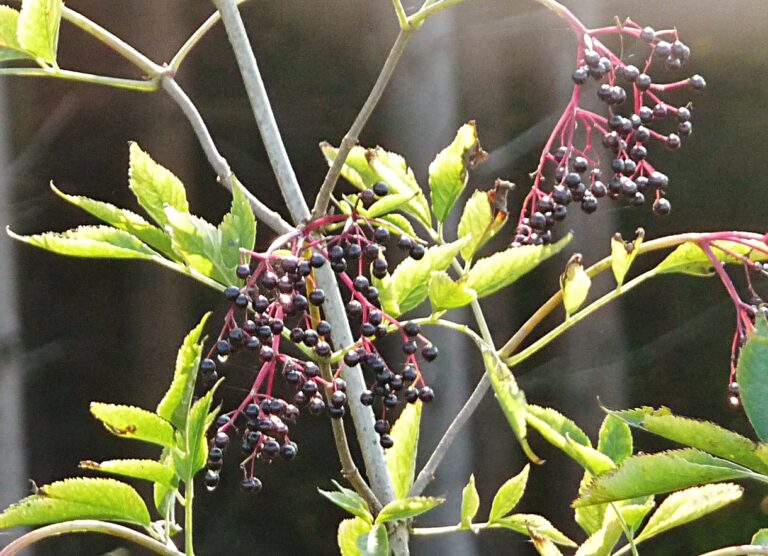 Holundersüppchen – fruchtige Dessertsuppe mit Holunderwein