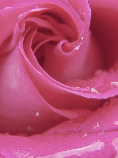 Kristallisierte Blüten und Kräuter – kandierte Rosenblätter