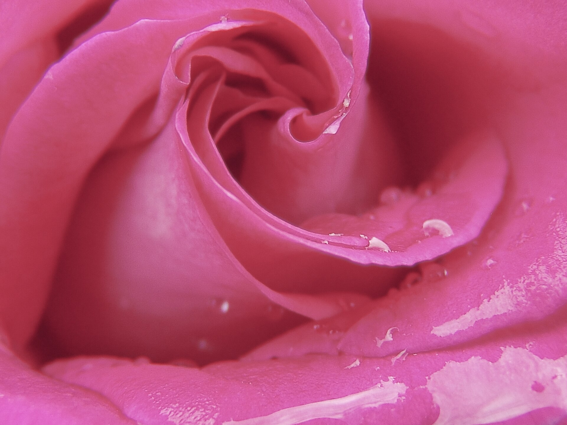 Kristallisierte Blüten und Kräuter – kandierte Rosenblätter