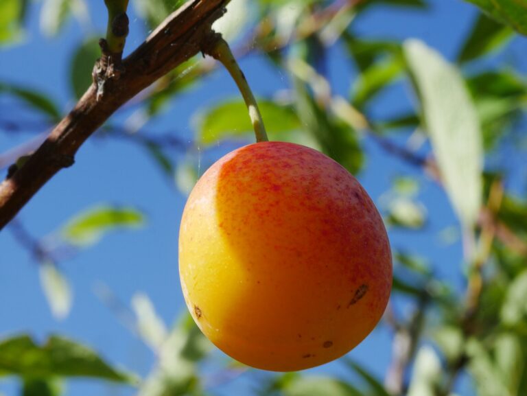 Mirabellensorbet – fruchtig mit einem Schuss Mirabellenbrand