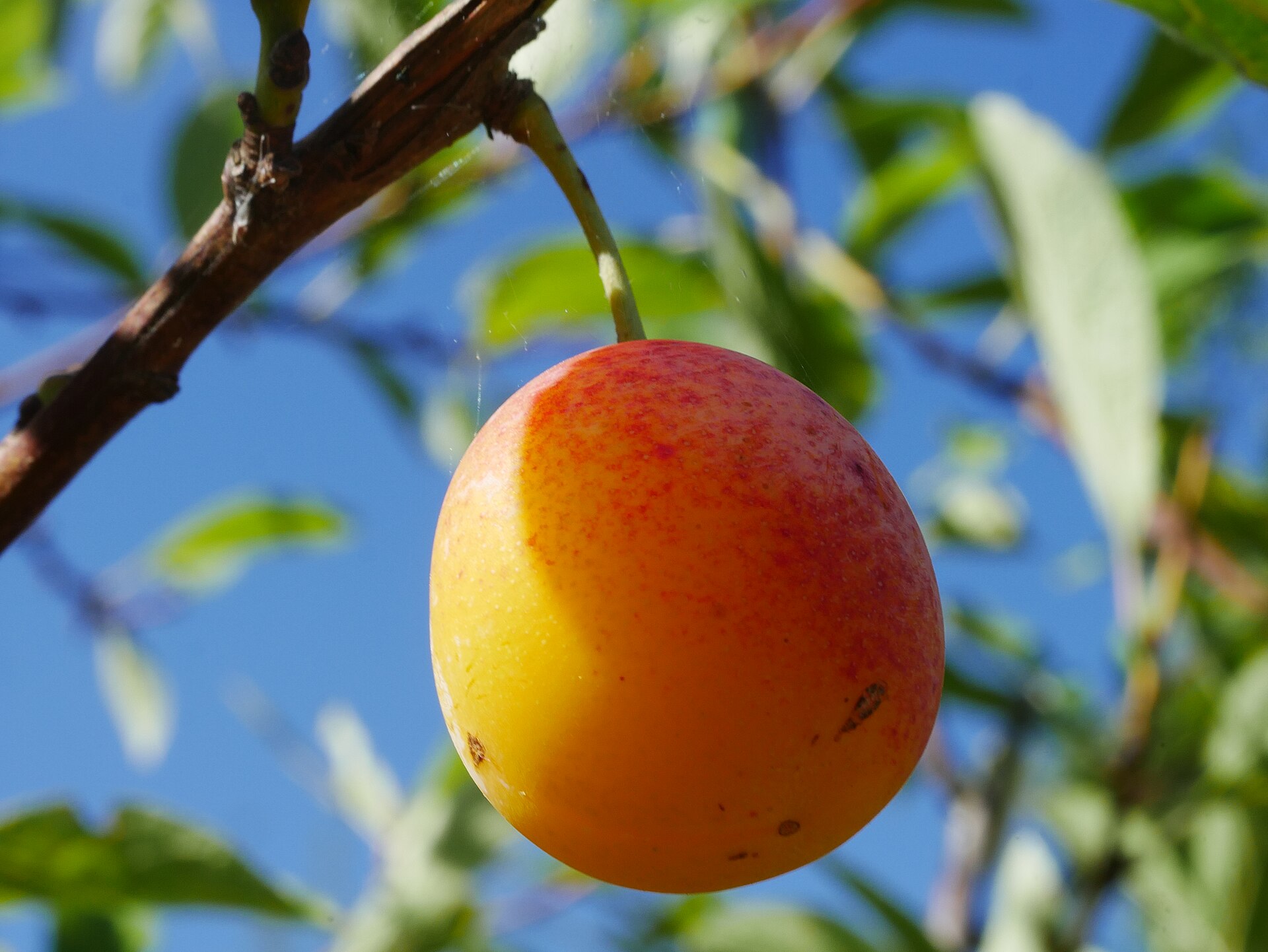 Mirabellensorbet – fruchtig mit einem Schuss Mirabellenbrand