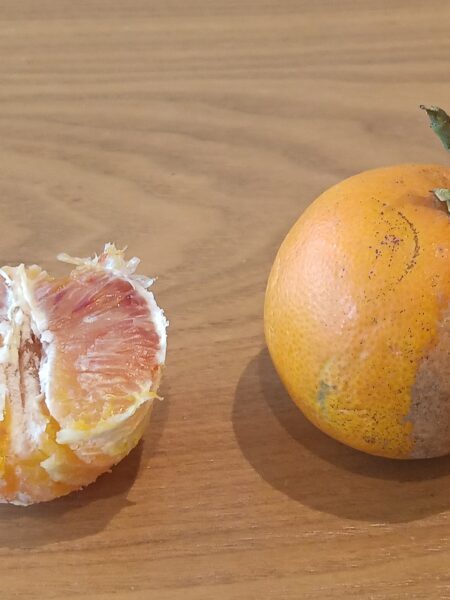 Orangenparfait mit Orangenlikör – fruchtig & cremig