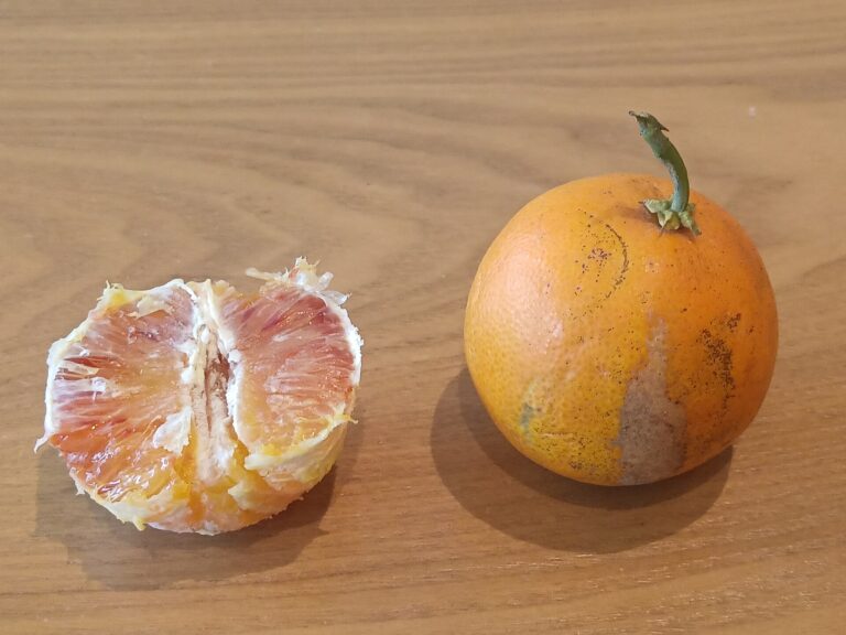 Orangenparfait mit Orangenlikör – fruchtig & cremig