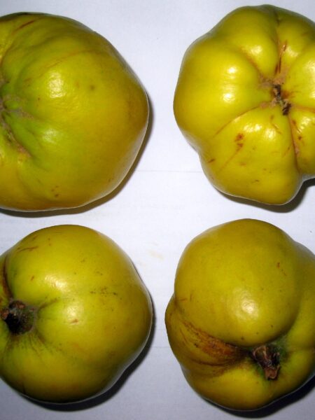 Quittensüppchen – fruchtige Dessertsuppe aus Quittensaft