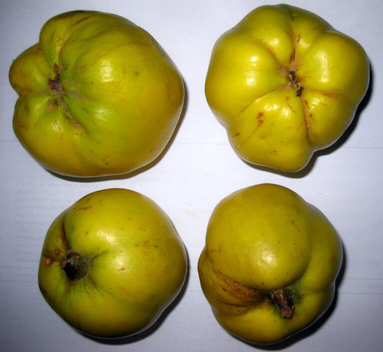 Quittensüppchen – fruchtige Dessertsuppe aus Quittensaft