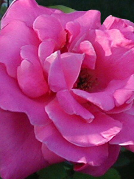 Roseneis – zartes Blüteneis mit Rosenlikör und Crème fraîche