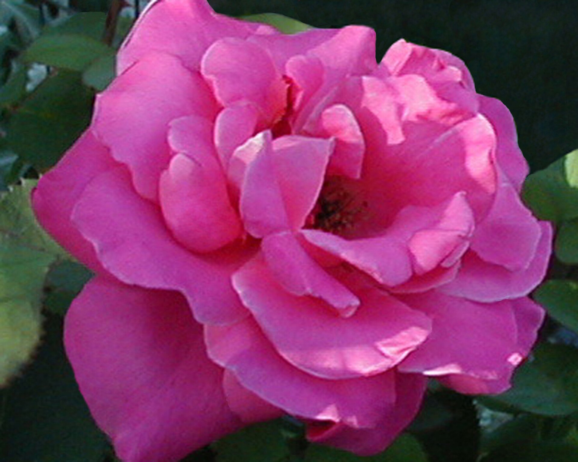 Roseneis – zartes Blüteneis mit Rosenlikör und Crème fraîche