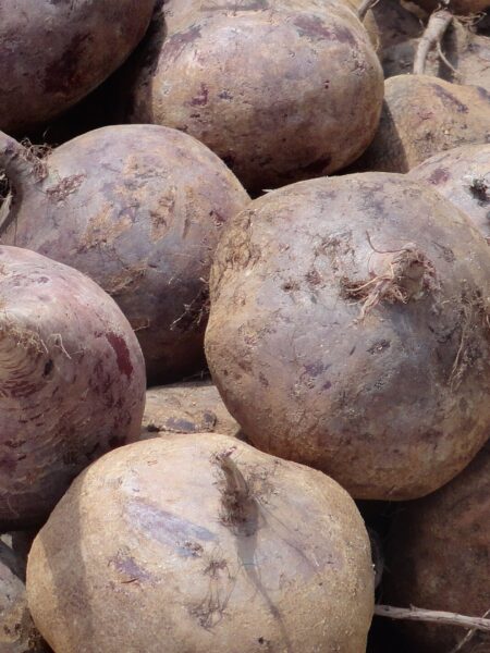 Rote-Bete-Gelee – schnittfeste Würfel als Garnitur