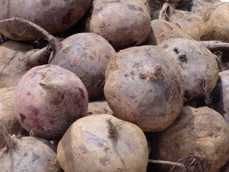 Rote-Bete-Gelee – schnittfeste Würfel als Garnitur