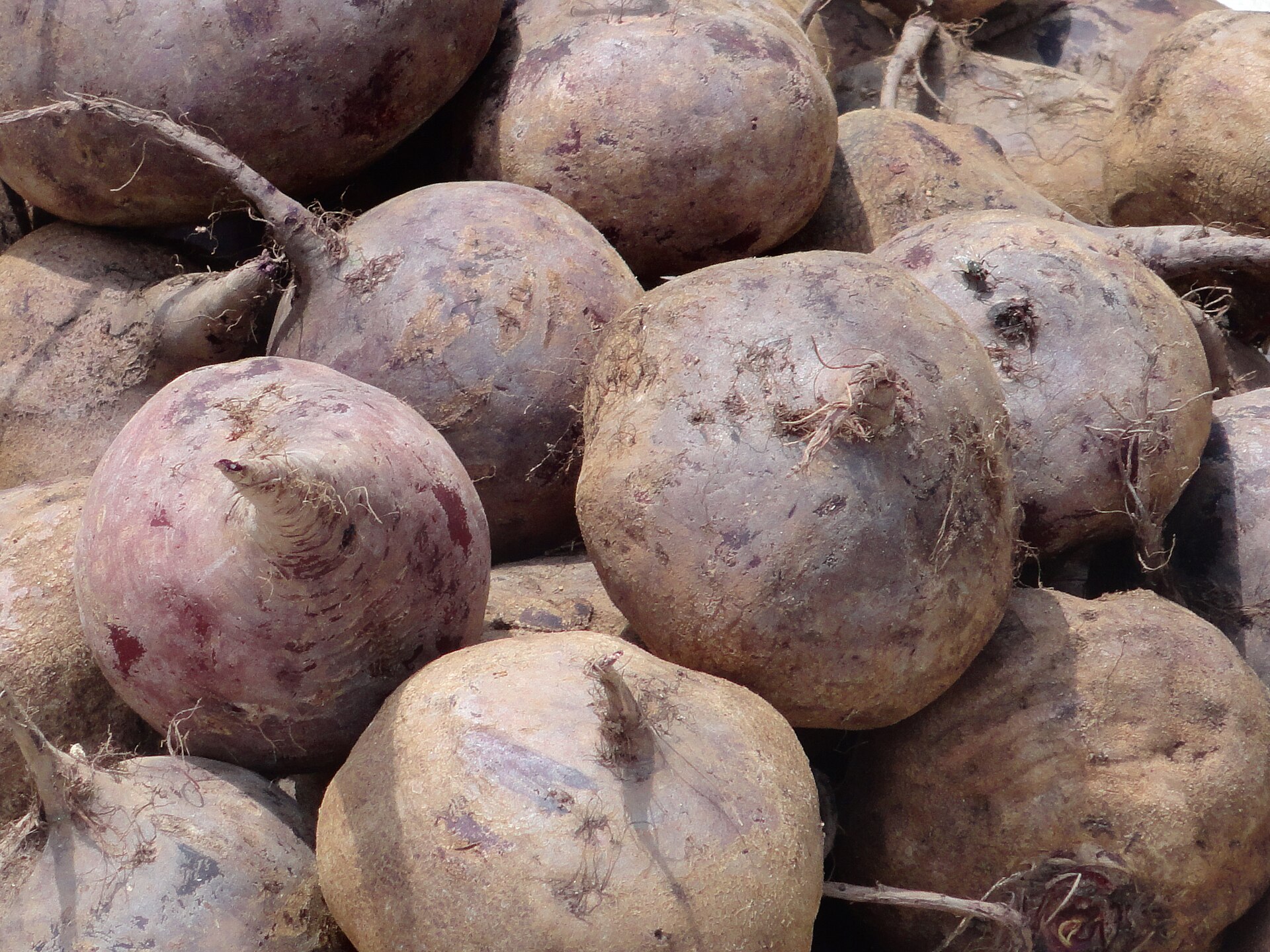 Rote-Bete-Gelee – schnittfeste Würfel als Garnitur