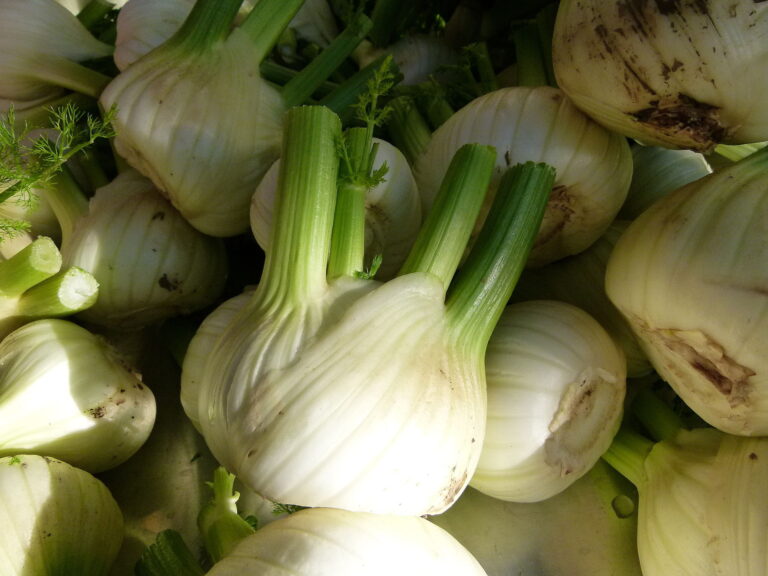 Safran-Fenchelgemüse – aromatisch mit Sternanis