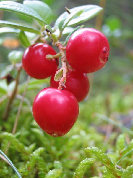 Sahnemeerrettich mit Preiselbeeren – zu Tafelspitz und Wild
