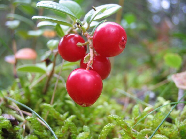 Sahnemeerrettich mit Preiselbeeren – zu Tafelspitz und Wild
