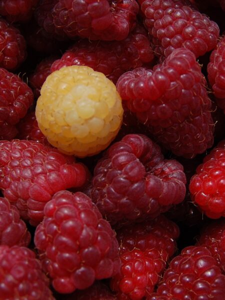 Topfengratin mit Beeren – österreichisches Ofendessert