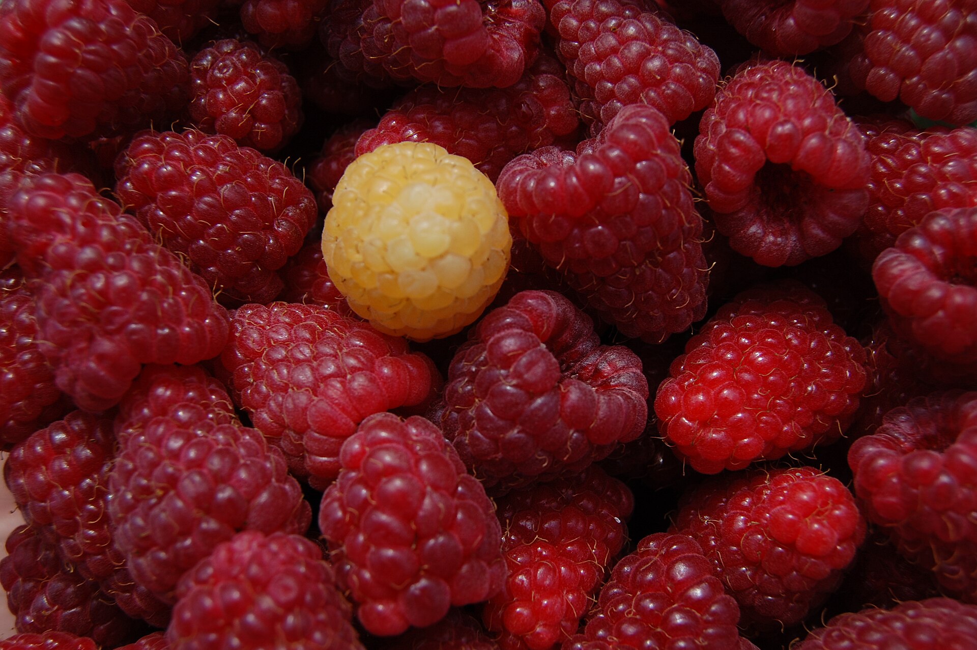 Topfengratin mit Beeren – österreichisches Ofendessert