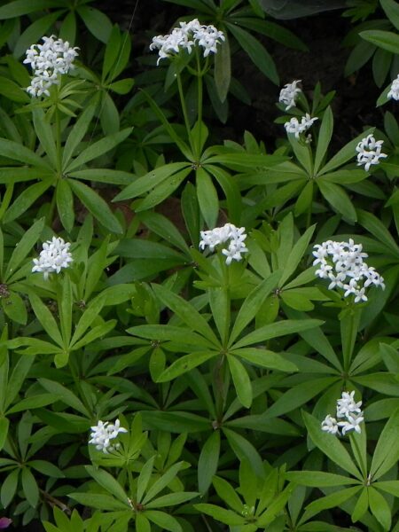 Waldmeister-Wodka-Espuma – Schaum aus dem Sahnesiphon