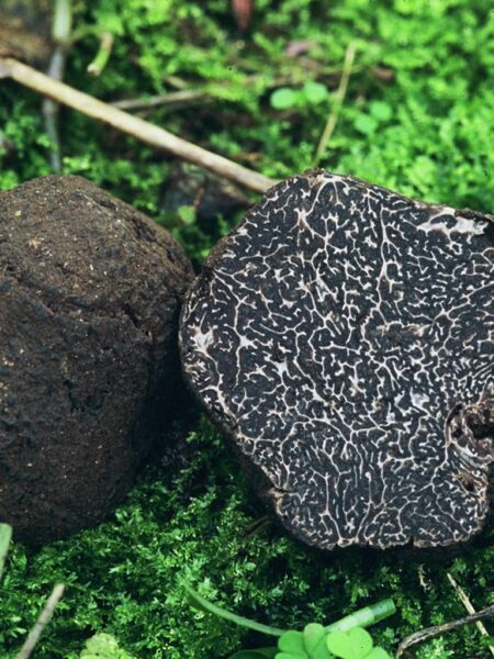 Weißes Schokoladen-Trüffeleis – edles Eis mit schwarzem Trüffel