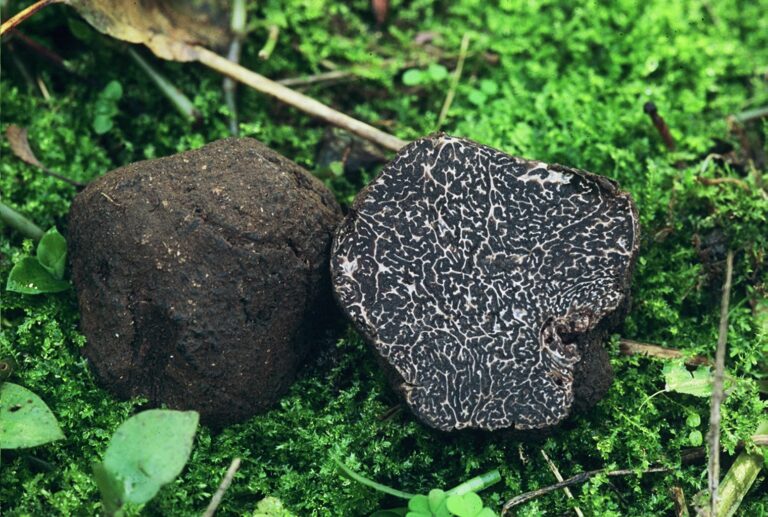 Weißes Schokoladen-Trüffeleis – edles Eis mit schwarzem Trüffel